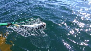 奪われた！？【特大ワラサ】11月3日