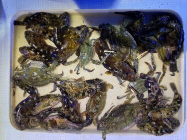 四日市港【蟹ロック】6月16日釣果