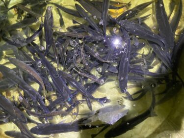 シーバス100匹越え！【大爆釣継続中】1月5日後編