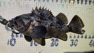 ロックフィッシュ久しぶりのクロソイ浮上2月22日釣果