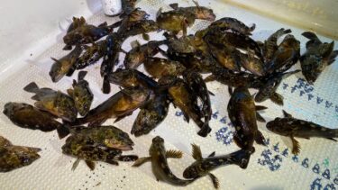 2月最後のロックフィッシュ！雨降る釣行2月29日釣果