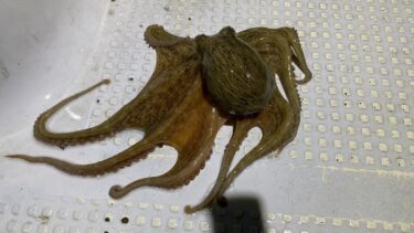 エイリアン来襲！タコちゃん今年はいいかも！？ナイト便5月30日釣果