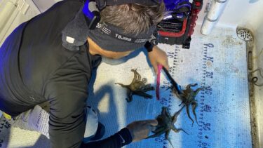 タコナイト便！激渋！タコは何処いった？6月8日釣果