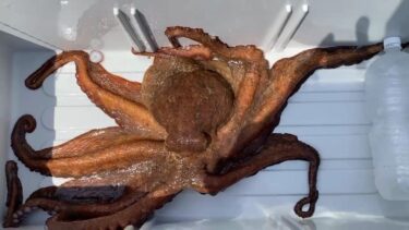 怪獣巨大ダコ！4キロモンスター6月22日釣果