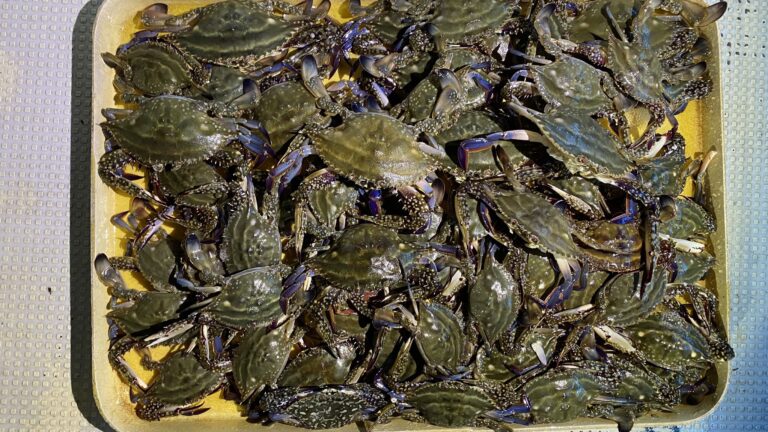小さいが数良し渡り蟹掬い!10月11日│海族船伊勢湾フィッシング